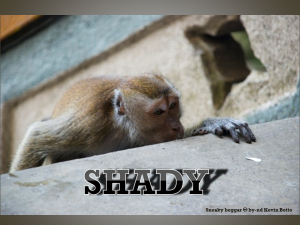 Photo of macaque monkey crouched to the side of a wall, peering over with one paw on the wall. Text: SHADY