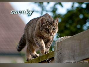 photo of brownish tabby cat sneaking along the top of a fence or wall. Text: sneaky