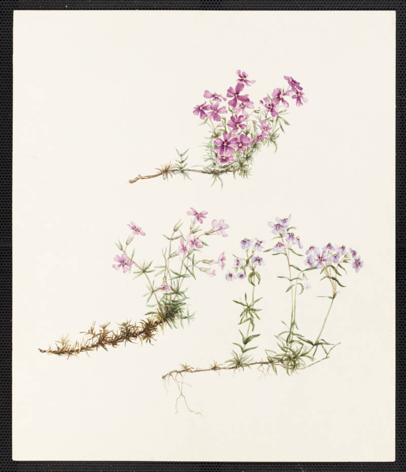 Botanical-illustration paintings of phlox plants - green stems with small purple flowers. 